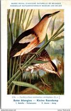 Kleine Roerdomp – Nº216 – Antique Belgian Museum History, Verzamelen, Verzenden, Ongelopen, Vogel