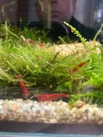 Garnalen Red Sakura, Dieren en Toebehoren