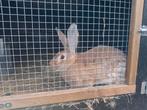 Vlaamse reus, Dieren en Toebehoren, Maart, Vrouwelijk, Overige typen, Tam