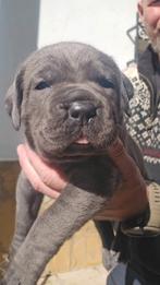 Topcombinatie Cane Corso pups puppy puppies, Fokker | Hobbymatig, 15 weken tot 1 jaar, Overige rassen, Buitenland