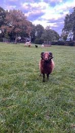 Ouessant ram, Dieren en Toebehoren, Mannelijk, Schaap