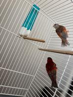 Bruinpastel kapoetsen, Meerdere dieren, Geringd