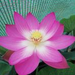 Heilige Lotus wortelstok / Nelumbo Nucifera roze wortelstok, Ophalen of Verzenden, Wortelstok, Voorjaar, Volle zon