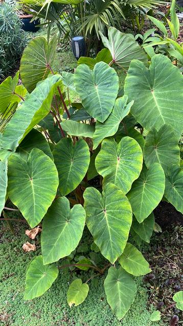 Colocasia Pink China beschikbaar voor biedingen