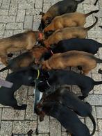 Mechelse herder pups, CDV (hondenziekte), 8 tot 15 weken, Meerdere, Meerdere dieren