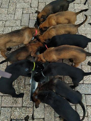 Mechelse herder pups   beschikbaar voor biedingen