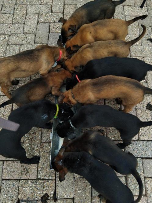 Mechelse herder pups, Dieren en Toebehoren, Honden | Herdershonden en Veedrijvers, Meerdere dieren, Herder, Particulier, Meerdere