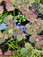 Red root Floater, Phyllanthus fluitans, drijfplant, Ophalen of Verzenden, Plant(en), Steen of Hout