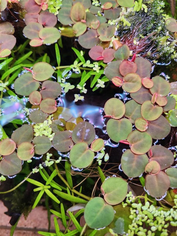 Red root Floater, Phyllanthus fluitans, drijfplant, Dieren en Toebehoren, Vissen | Aquaria en Toebehoren, Plant(en), Steen of Hout