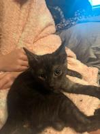 Moeder blauwe rus met stamboom, Dieren en Toebehoren, Katten en Kittens | Raskatten | Korthaar, Kater, 0 tot 2 jaar