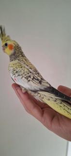 Jonge valkparkiet      opeline.  Bijna 10  weken  oud, Geslacht onbekend, Parkiet, Tam