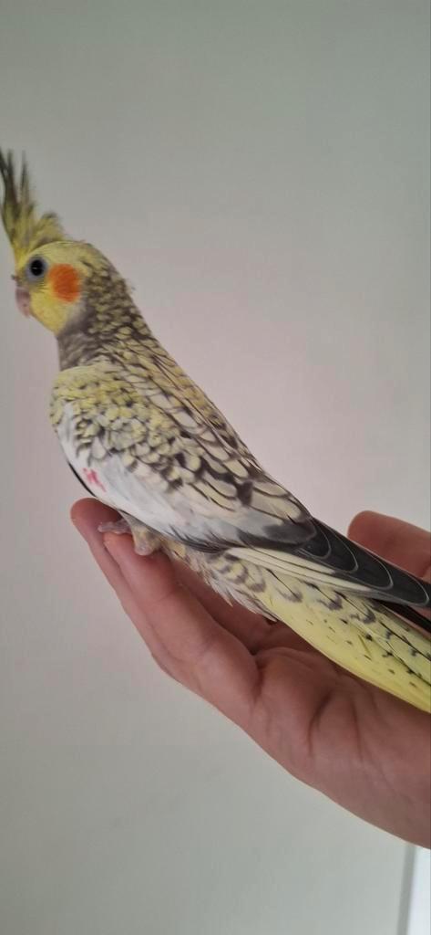 Jonge valkparkiet      opeline.  Bijna 10  weken  oud, Dieren en Toebehoren, Vogels | Parkieten en Papegaaien, Parkiet, Geslacht onbekend