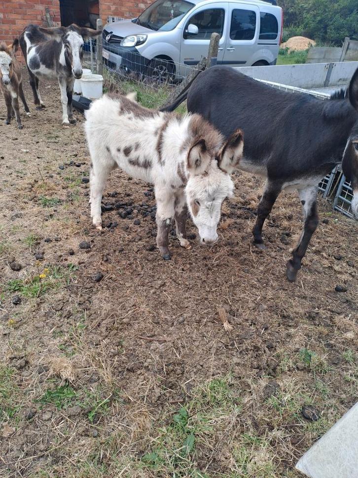 4 mooie ezel dames!!!!, Dieren en Toebehoren, Overige Dieren, Vrouwelijk, Juli