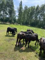 Waterbuffel vlees kerstpakket werknemers?, Diversen, Ophalen