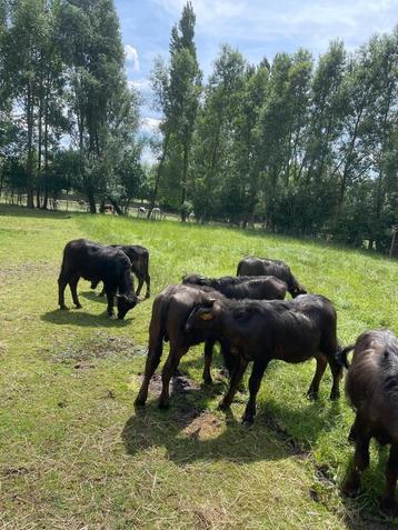 Waterbuffel vlees kerstpakket werknemers? beschikbaar voor biedingen