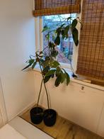 twee avocado planten 10 euro, Ophalen, Overige soorten, Minder dan 100 cm, Volle zon