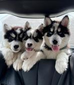 Prachtige pomksy puppy’s, Dieren en Toebehoren, Rabiës (hondsdolheid), Overige rassen, 8 tot 15 weken, Meerdere