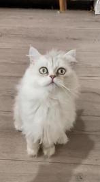 Raszuivere zilveren Perzische kat - anderhalf jaar oud, Dieren en Toebehoren, Katten en Kittens | Raskatten | Langhaar, Kater