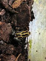 Ranitomeya frans guana, Dieren en Toebehoren, Reptielen en Amfibieën, Slang, 0 tot 2 jaar