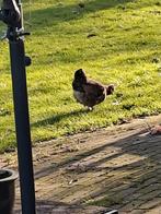 8sierkippen, Dieren en Toebehoren, Meerdere dieren, Kip