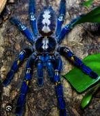 0.1 Poecilotheria Metallica adult incl. terrarium, Dieren en Toebehoren, Spin of Schorpioen