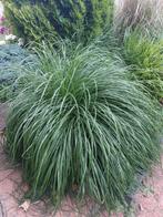 Siergrassen 8 euro per stuk., Tuin en Terras, Planten | Tuinplanten, Ophalen, Zomer, Siergrassen, Volle zon