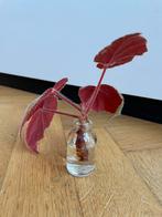 🪴 Begonia scharffiana scharffii geworteld stekje, Huis en Inrichting, Kamerplanten, Bloeiende kamerplant, Ophalen, Halfschaduw