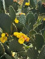 Opuntia Engelmanii (Winterharde schijfcactus), Overige soorten, Volle zon, Vaste plant, Ophalen of Verzenden