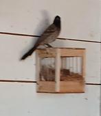 Kala buulbuul popje, Dieren en Toebehoren, Vogels | Overige Vogels, Vrouwelijk, Tropenvogel