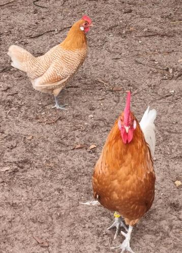 Te koop friese hoen  beschikbaar voor biedingen