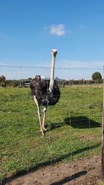 Struisvogel Kuikens, Dieren en Toebehoren, Pluimvee, Meerdere dieren, Kip