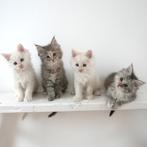Maine Coon Kittens zoeken Butlers, Meerdere dieren, Gechipt, 0 tot 2 jaar