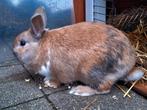 Dwergkonijn bruin/wit/zwart, Dieren en Toebehoren, Konijnen, Mannelijk, Dwerg