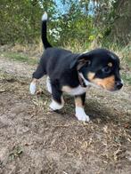Kruising pups Entlebucher x Praagse Rattenvanger, Dieren en Toebehoren, 8 tot 15 weken, Meerdere, Meerdere dieren, Middel