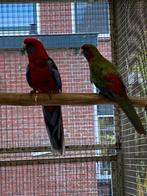 Pennant Rosella, Dieren en Toebehoren, Meerdere dieren, Parkiet, Geringd