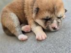 Akita inu, Fokker | Hobbymatig, Rabiës (hondsdolheid), 8 tot 15 weken, Buitenland