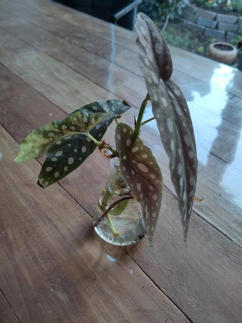 Tradescantia en stippenbegonia, Huis en Inrichting, Kamerplanten, Overige soorten, Minder dan 100 cm, Ophalen