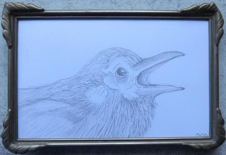 tekening Raaf 15x10cm, Antiek en Kunst, Kunst | Tekeningen en Foto's, Ophalen of Verzenden