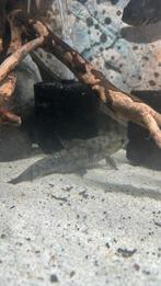 Mooie wolfvis, Dieren en Toebehoren, Vissen | Aquariumvissen, Vis