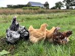 Mooie jonge Orpington kippen, gesekst en ingeënt, Dieren en Toebehoren, Vrouwelijk, Kip