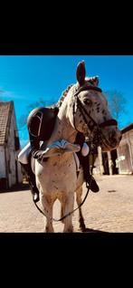 Verzorgpaard/pony gezocht, Ophalen of Verzenden, Zo goed als nieuw