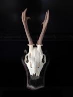 XXL gewei ree reebok hert, Verzamelen, Dierenverzamelingen, Ophalen of Verzenden, Zo goed als nieuw, Hert, Gewei of Kop