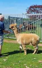 Alpaca dekhengst, Dieren en Toebehoren, Overige Dieren, Mannelijk, Voor 1 juli 2024
