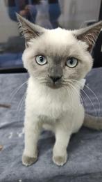 Britse korthaar kitten, Poes, Ontwormd, 0 tot 2 jaar