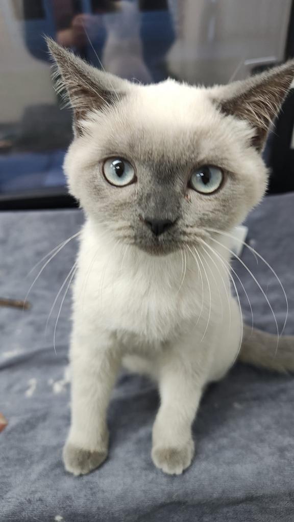 Britse korthaar kitten, Dieren en Toebehoren, Katten en Kittens | Raskatten | Korthaar, Poes, 0 tot 2 jaar, Ontwormd, Ingeënt