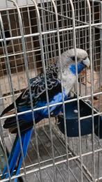 Pennant rosella, Dieren en Toebehoren, Mannelijk, Parkiet