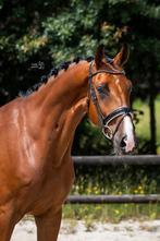 Veelbelovende 5jr ruin! (Erdinger x Bright Speed), Dieren en Toebehoren, Paarden, Gechipt, Ruin, Dressuurpaard, 170 tot 175 cm