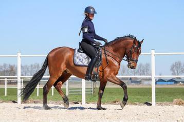 Zadelmak maken & doorrijden van paarden en pony’s – Nieuw-Ve beschikbaar voor biedingen
