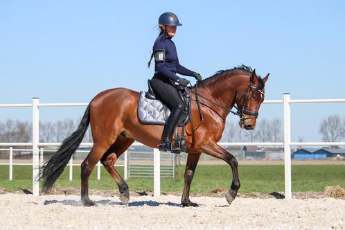 Zadelmak maken & doorrijden van paarden en pony’s – Nieuw-Ve, Dieren en Toebehoren, Stalling en Weidegang, Stalling, Weidegang