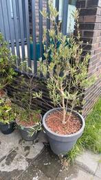 Buitenpanten, Tuin en Terras, Planten | Bomen, Overige soorten, 100 tot 250 cm, Zomer, Ophalen